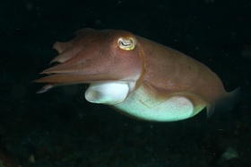 Bali 2016 - Broadclub cuttlefish - Seiche - Sepia latimanus - IMG_6111_rc